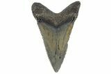 Serrated, Juvenile Megalodon Tooth - South Carolina #183093-1